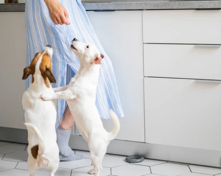 automatic dog bowl feeder
